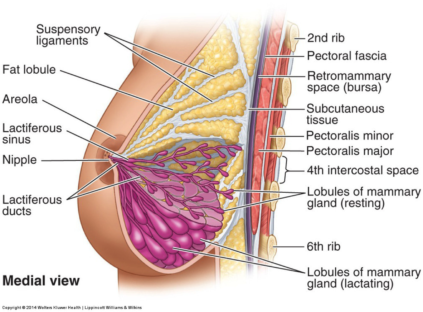 boobs-kh-physiotherapy-kh-physiotherapy